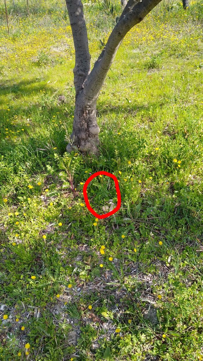 Laburnum anagyroides under an olive tree