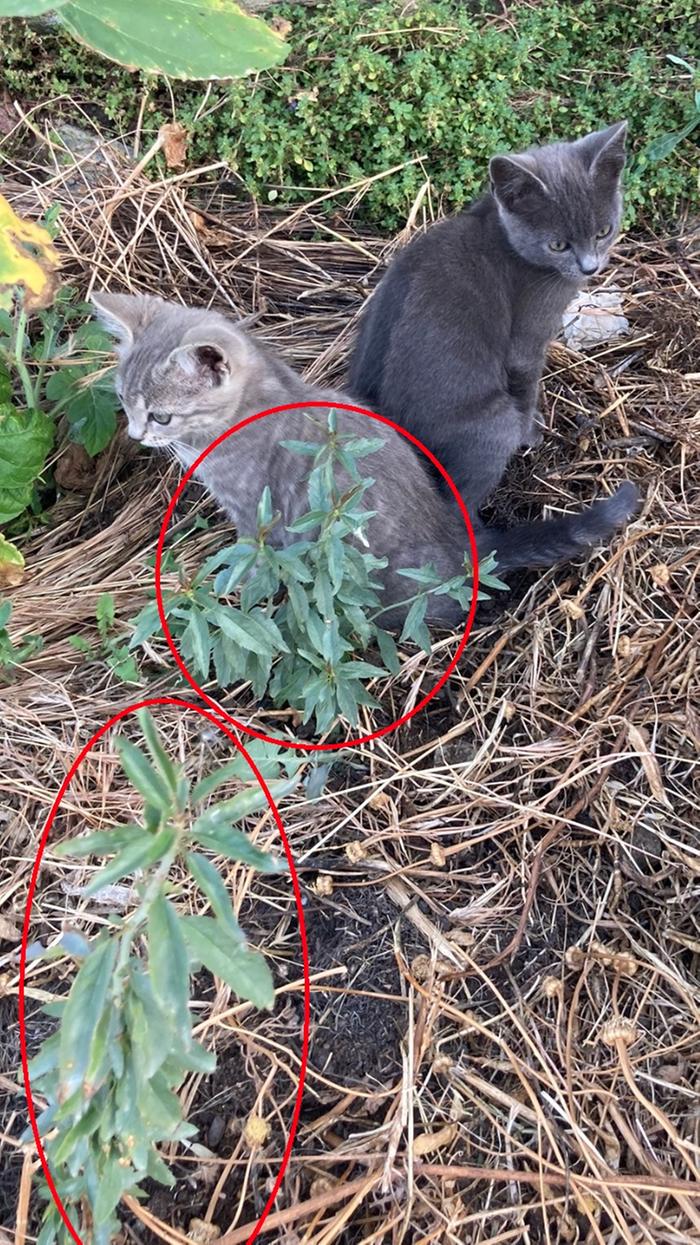 cats-sitting-by-almond-saplings