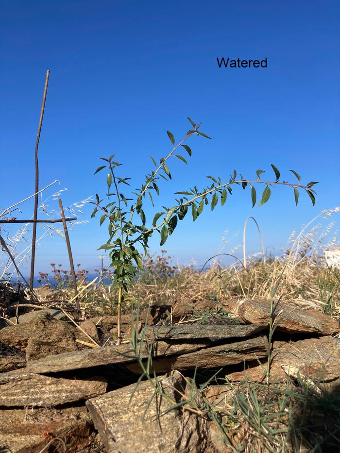 watered-almond-sapling