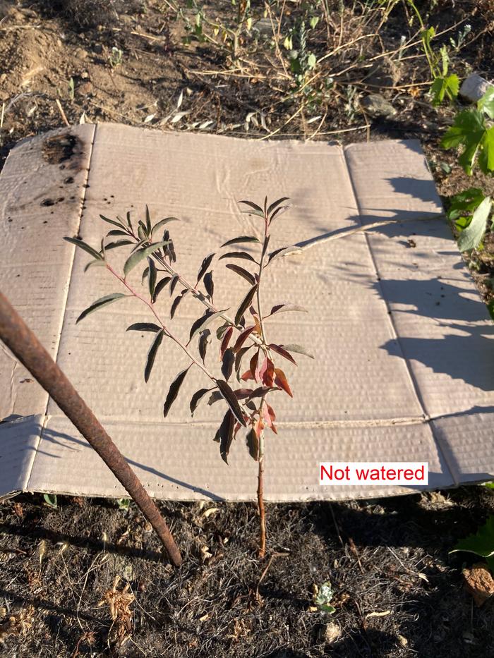 not-watered-almond-sapling