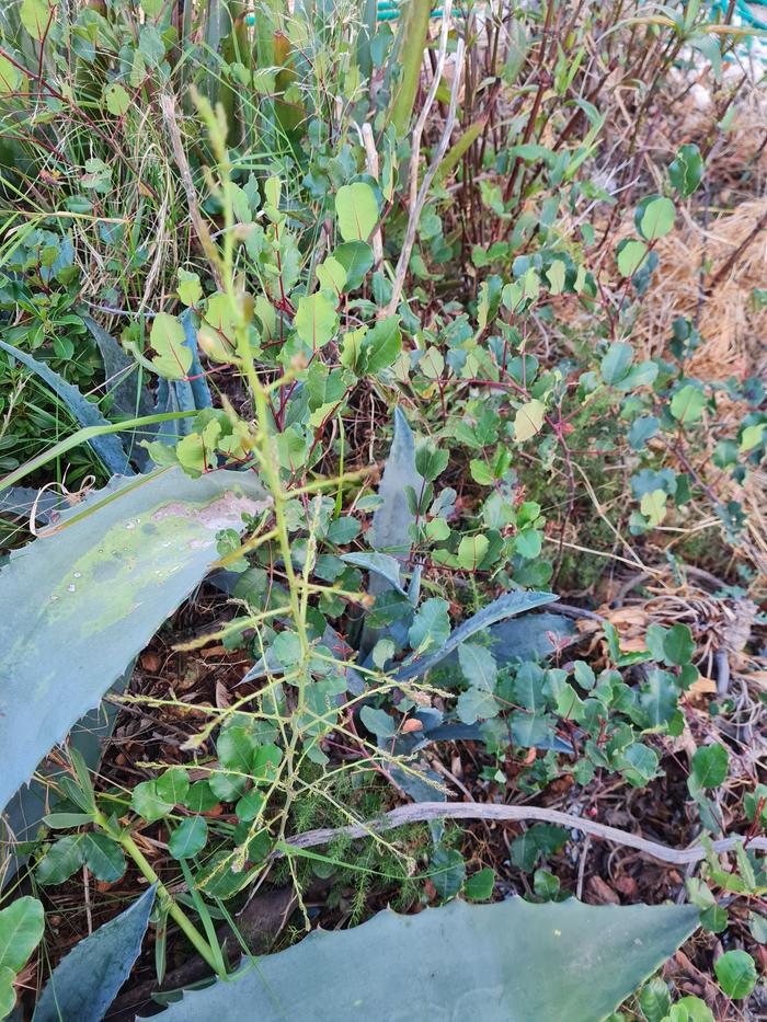 A baby carob forest at the drip line of my main, beautiful carob tree