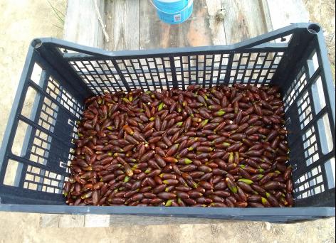 Harvested Quercus Ilex acorns ready to plant. Harvested too late?