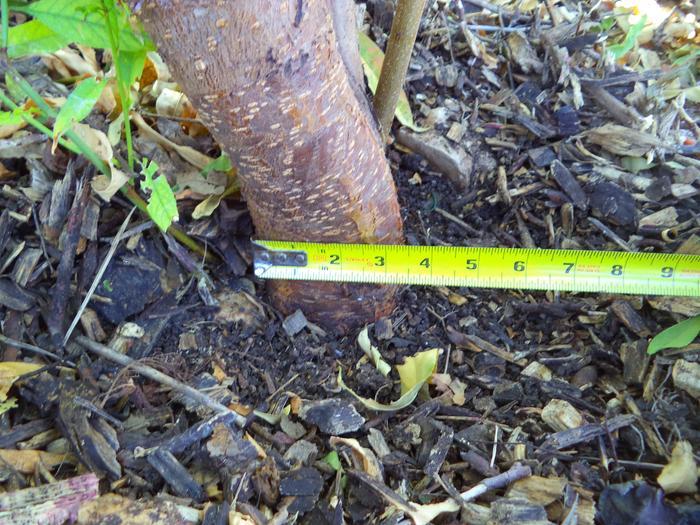 over carcass plus kitty litter, planted (north of overstory pecan)