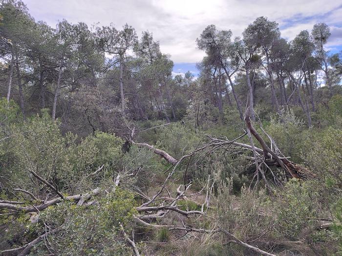 Dead pine trees there is a lot of them