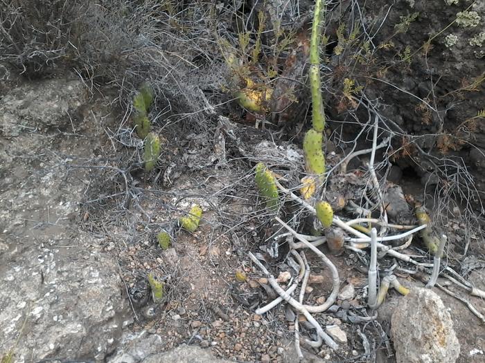 baby prickly pear plants