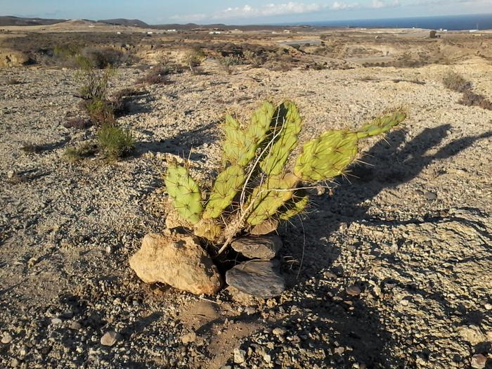 prickly pear