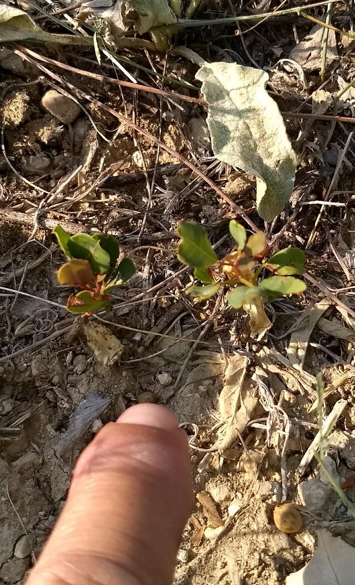 carobs trees, using a goat's stomach to scar the seeds