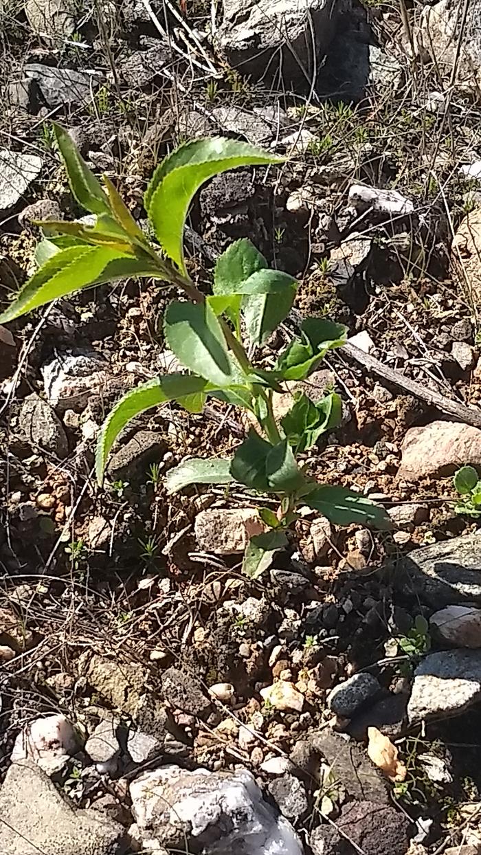 Young Almond Tree