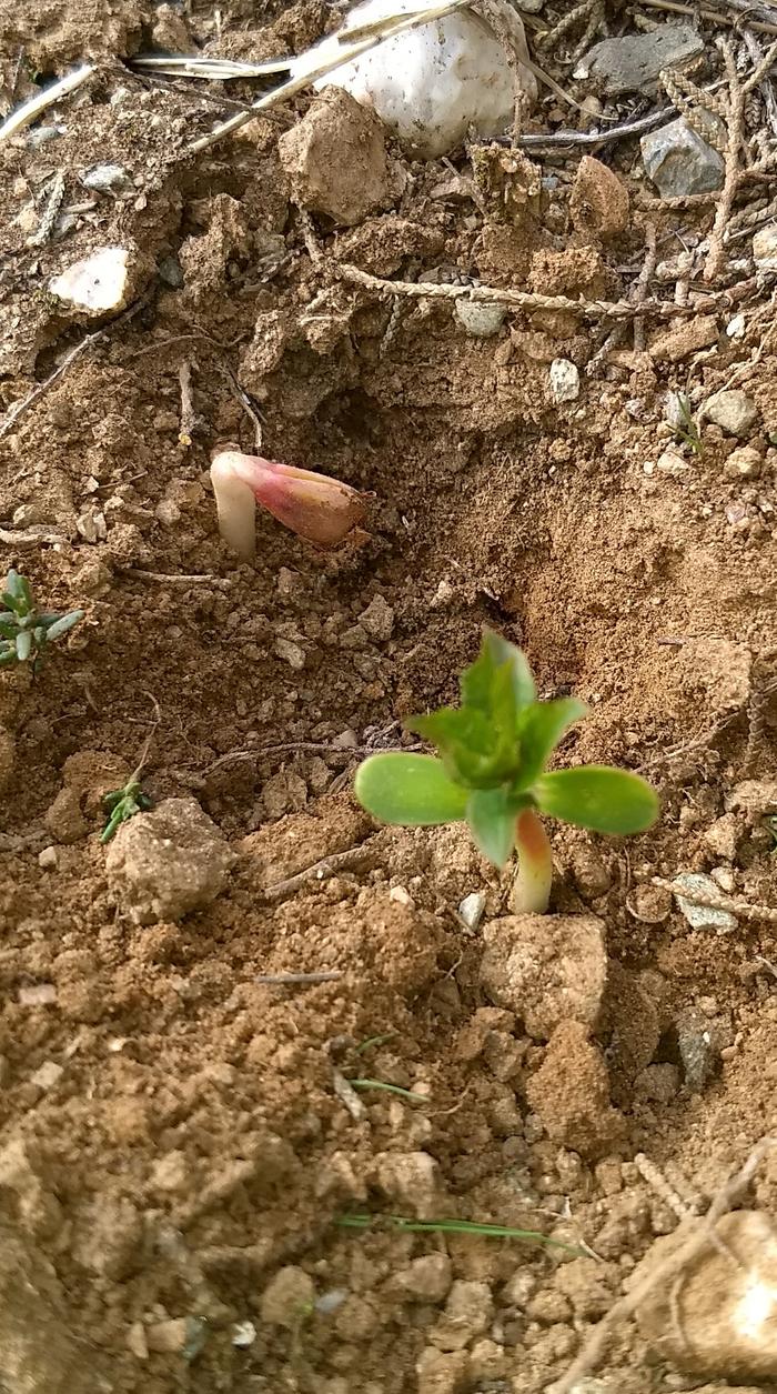 Twin plums emerging form the ground