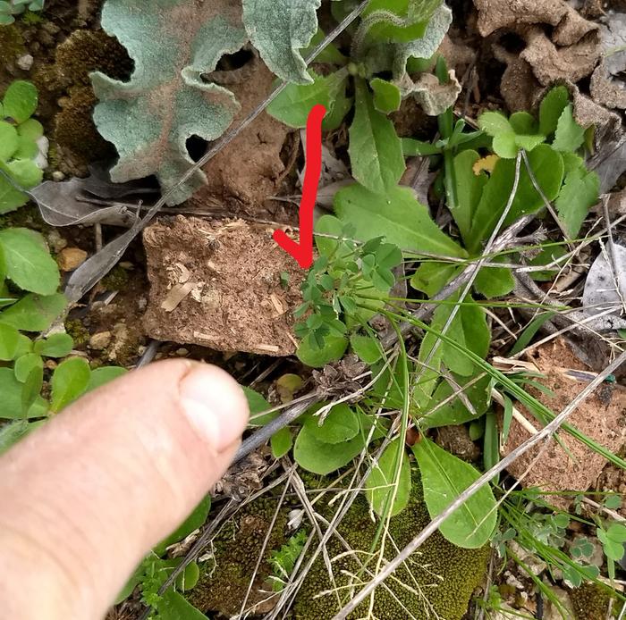 Alfalfa Growing on a clay cube