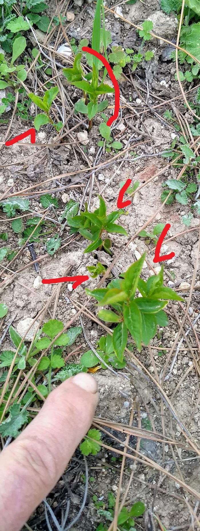 Plum trees emerging