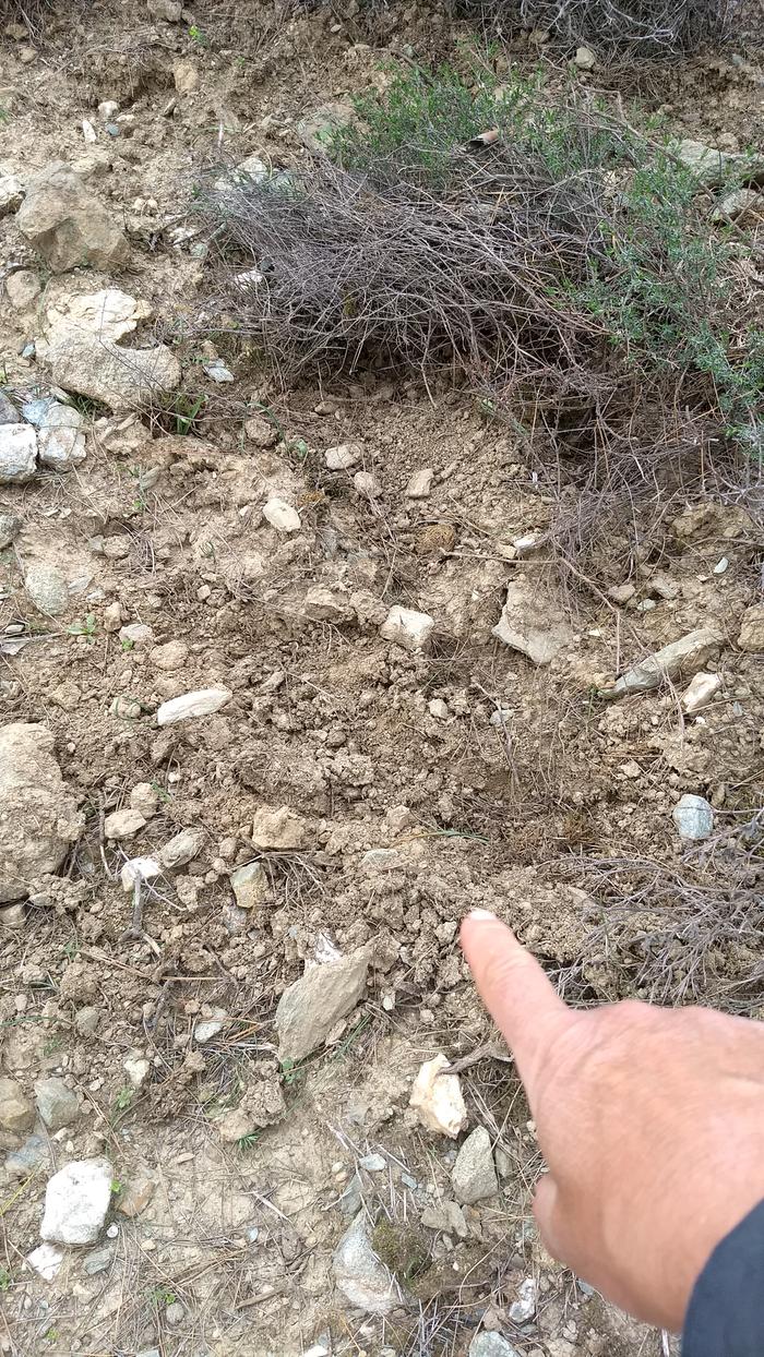 Soil Dug up by wild pigs