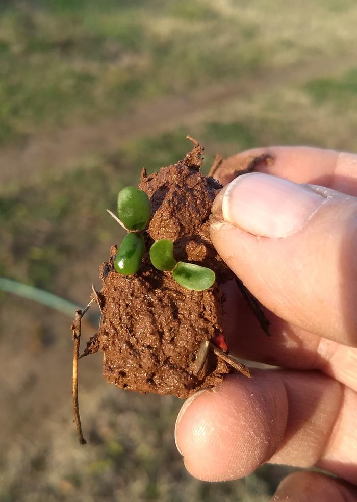 Tree Medick