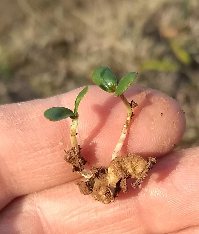 Tree Medick