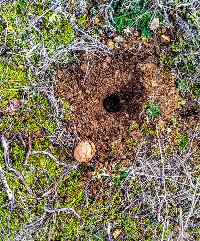 almond-seed-dug-up-not-eaten-by-dog