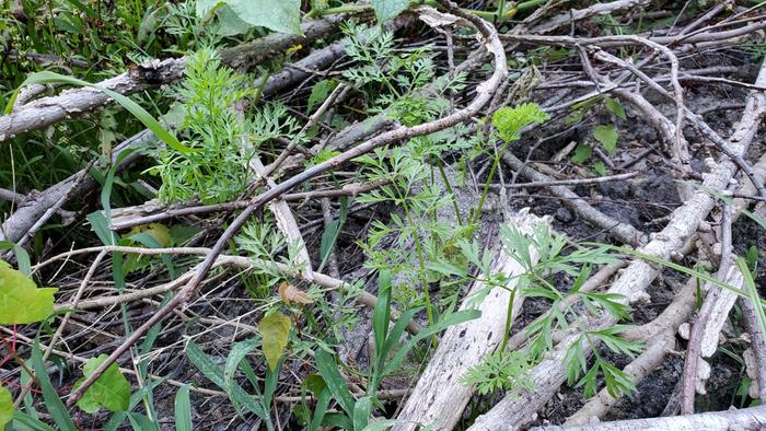 Carrots growing among branches