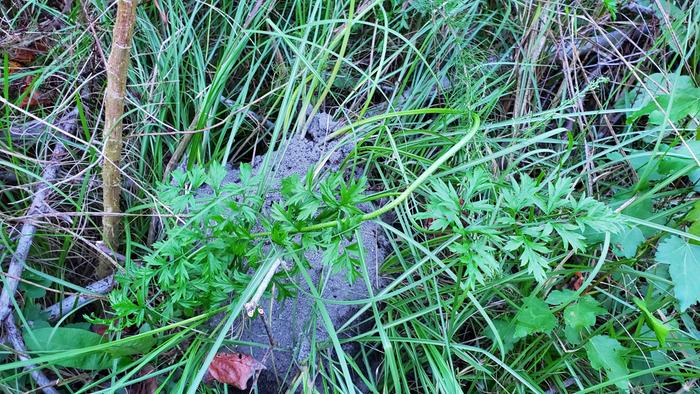 One tough carrot plant