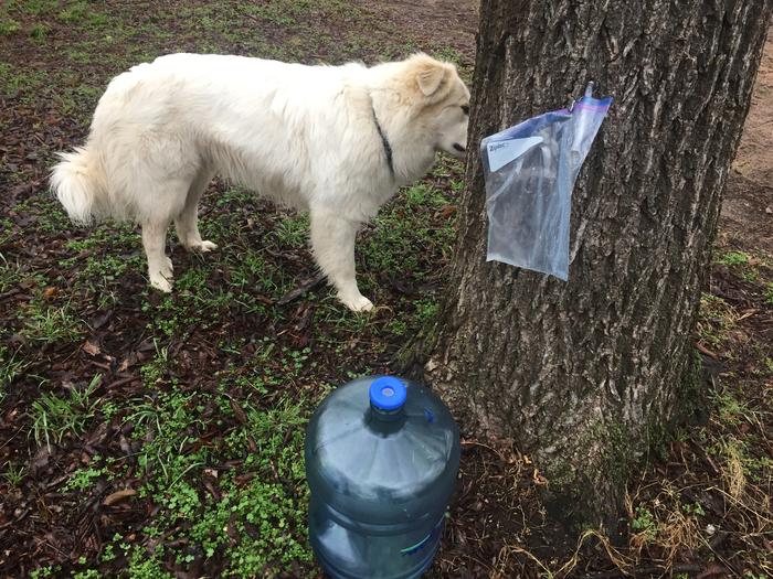 Emmer Dog helping me collect walnut sap.