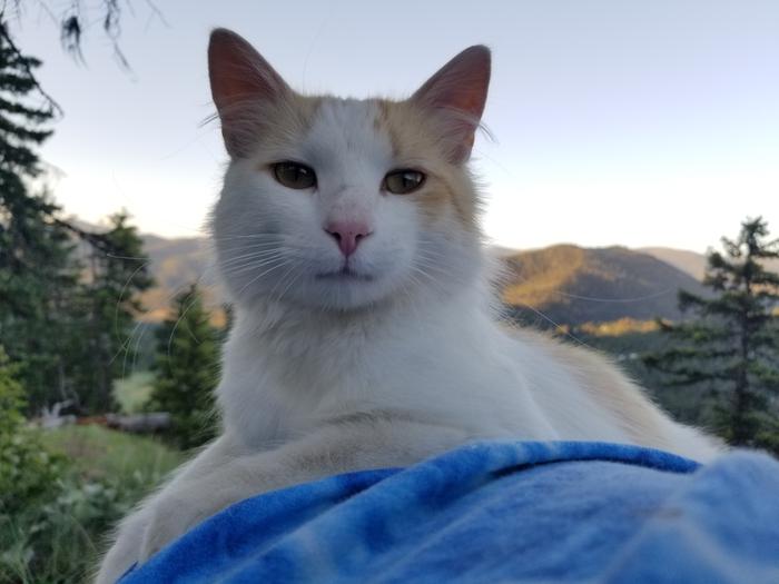 The majestic Waldo. Followed me to the too of the Caldera, then claimed my lap as his throne 