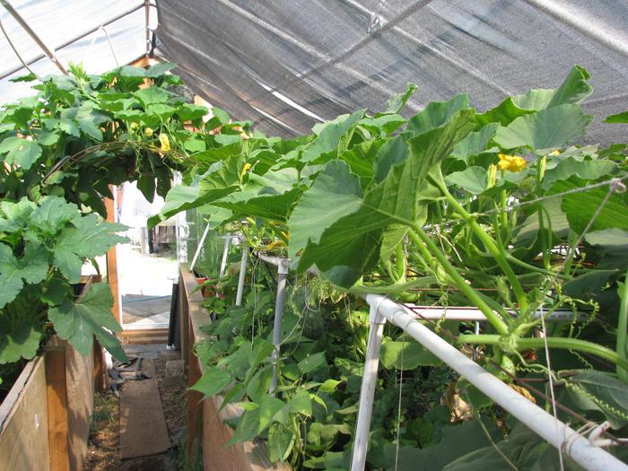 Over the central bed a framework was built to hold hydroponics