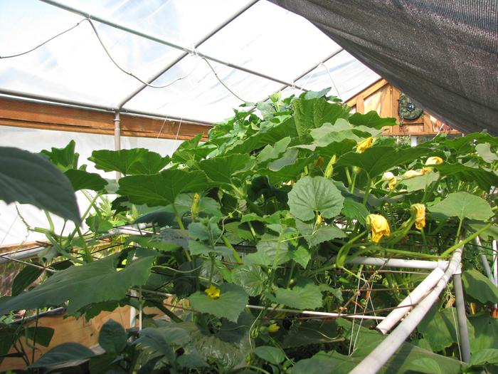 squash tomatoes and melons to grow on a horizontal trellis held up by the frame work