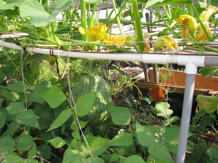 beets,peppers, kohlarabi, daikon, turnips, beans are some of the plants growing in the understory