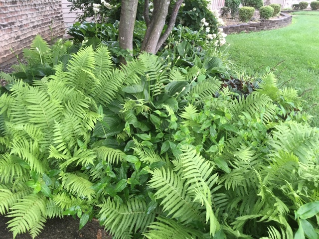 [Thumbnail for 6.94-Ostrich-ferns-and-Hostas-in-Shade-Garden.JPG]