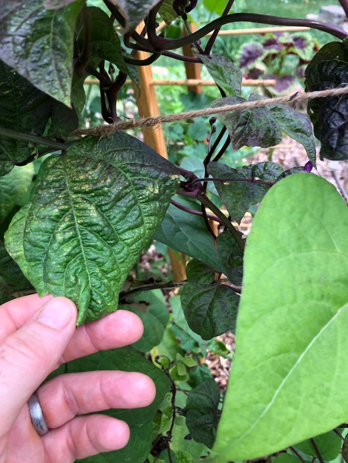 One with some curling