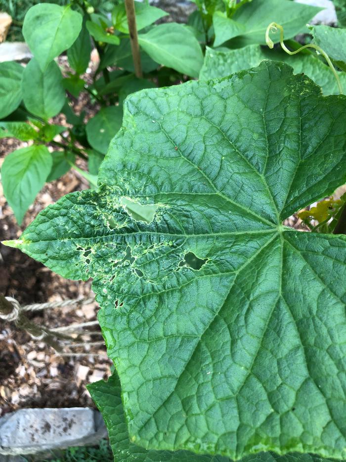 Cucumber leaf
