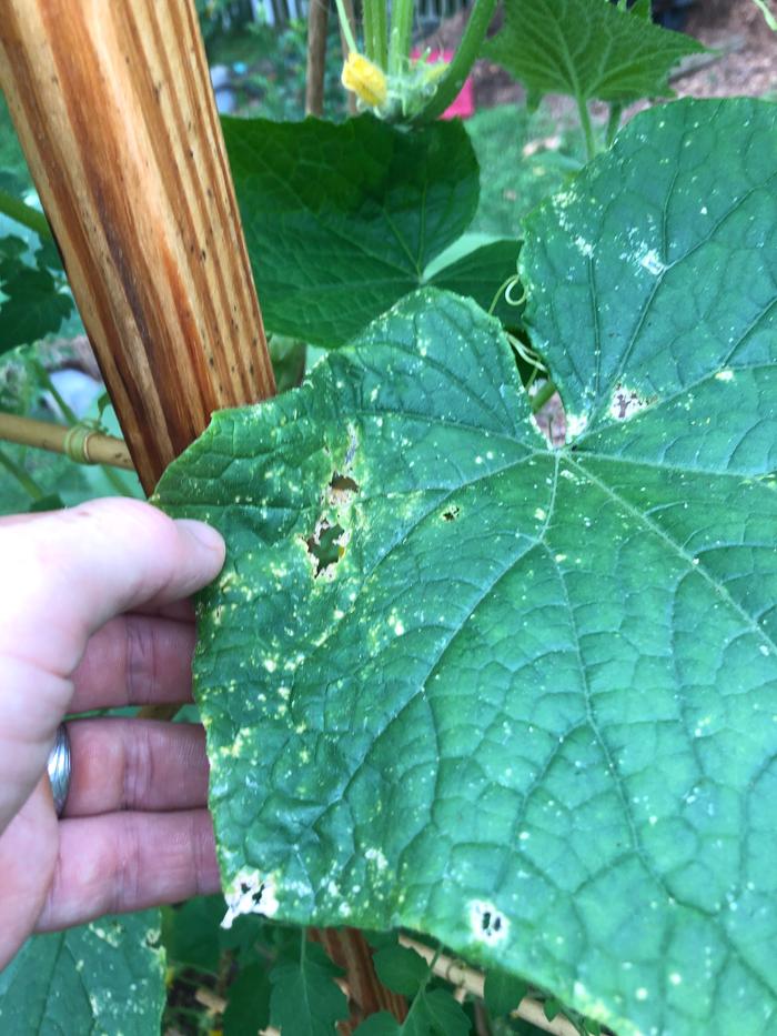 Cuke leaf with some curling