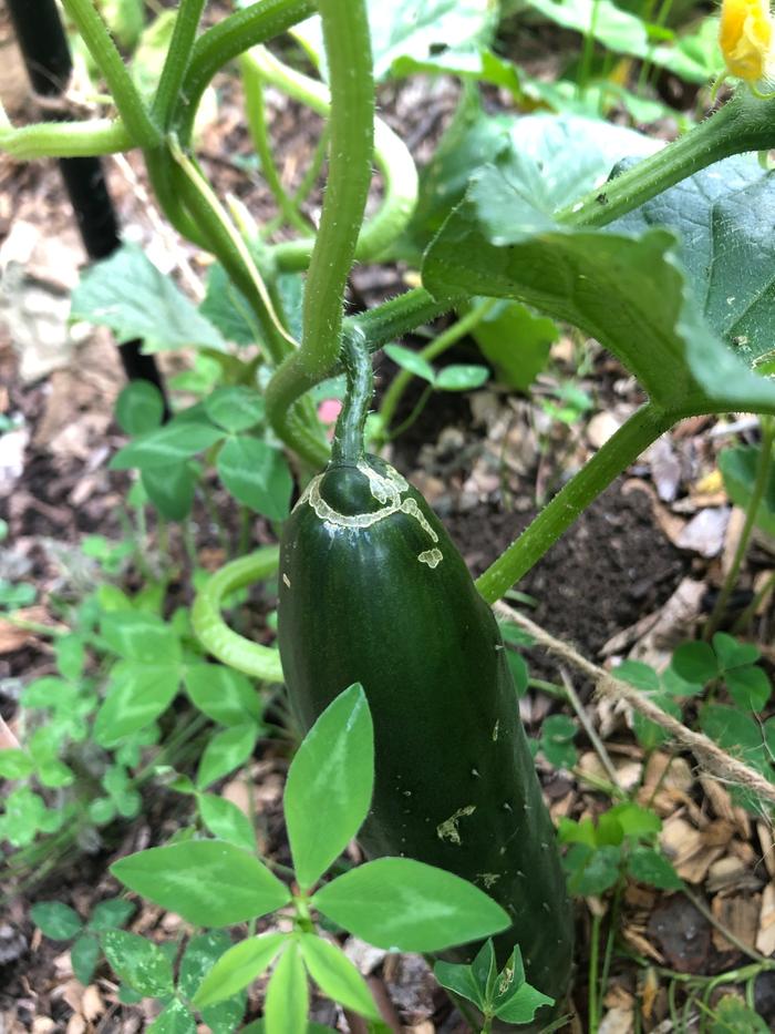 Some damage on an otherwise healthy fruit 