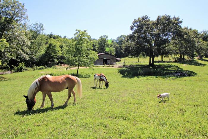 Horses grazing