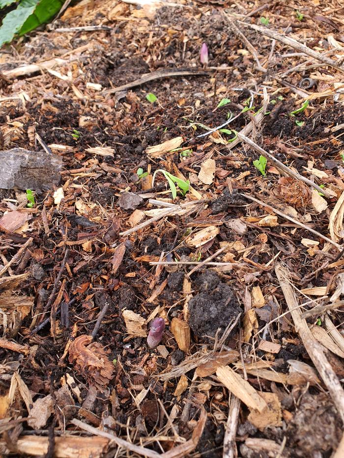 first spears peeping through their mulch