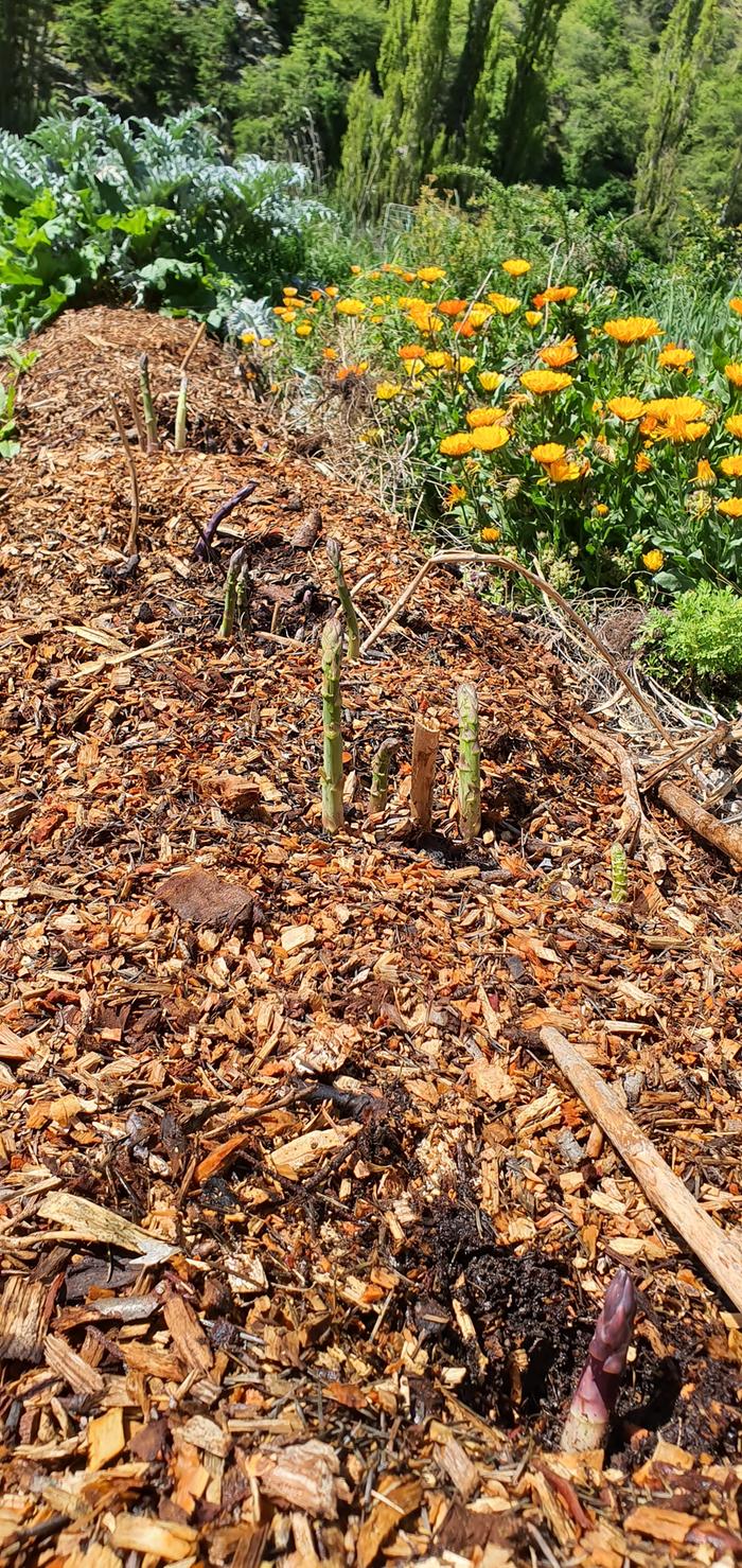 One of my favourite early season vegetables has to be asparagus