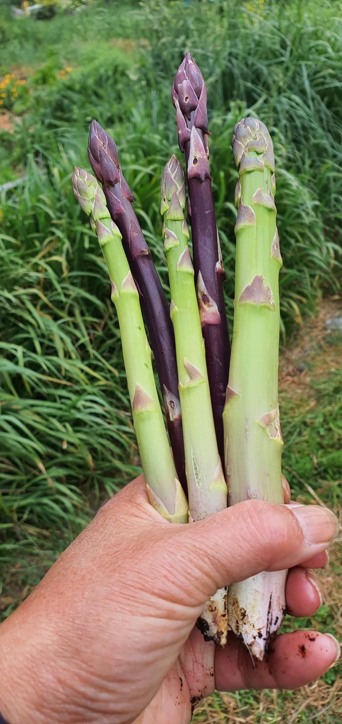 green and purple asparagus tips