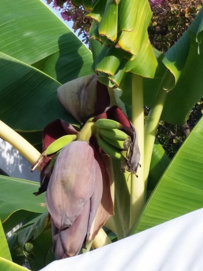 banana flowering