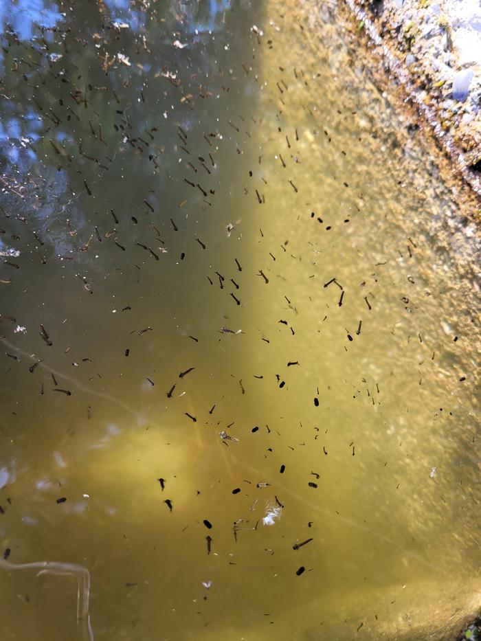 Water quality before adding fish, note the mosquito larvae.