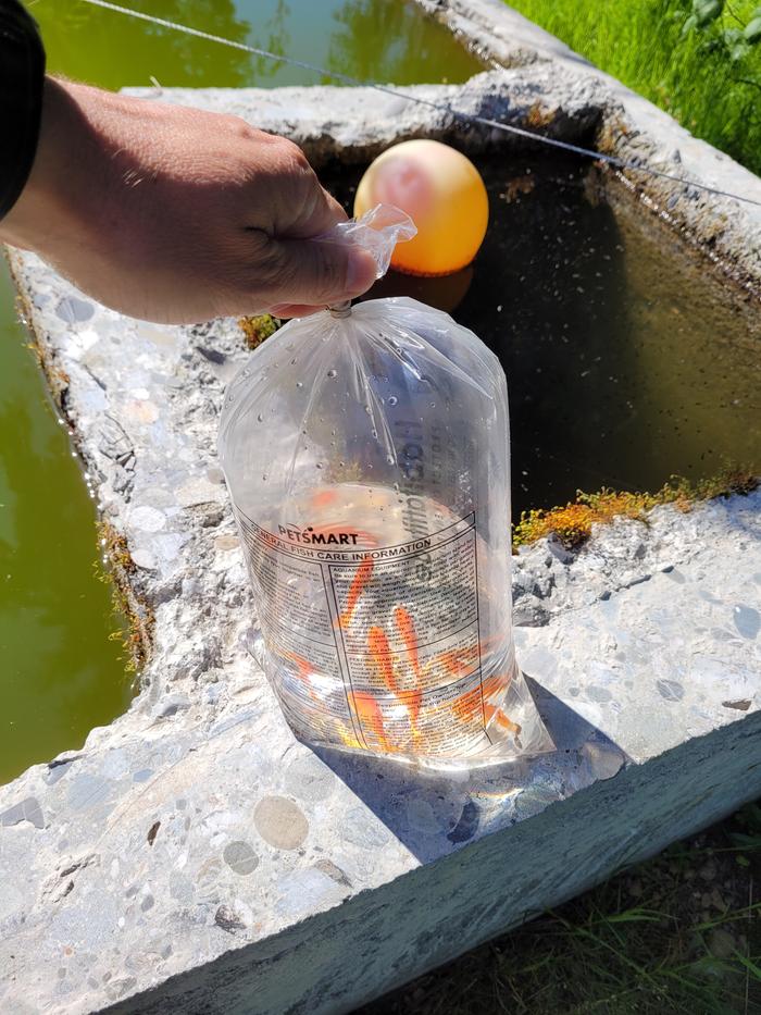 Fish before adding to the trough.