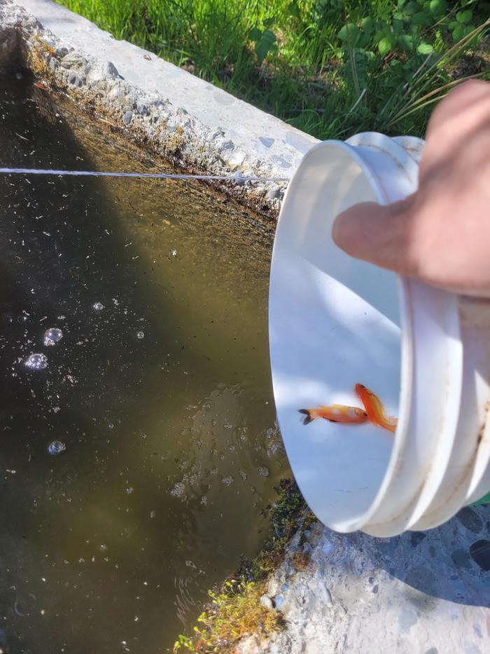 Action shot adding fish to the trough.