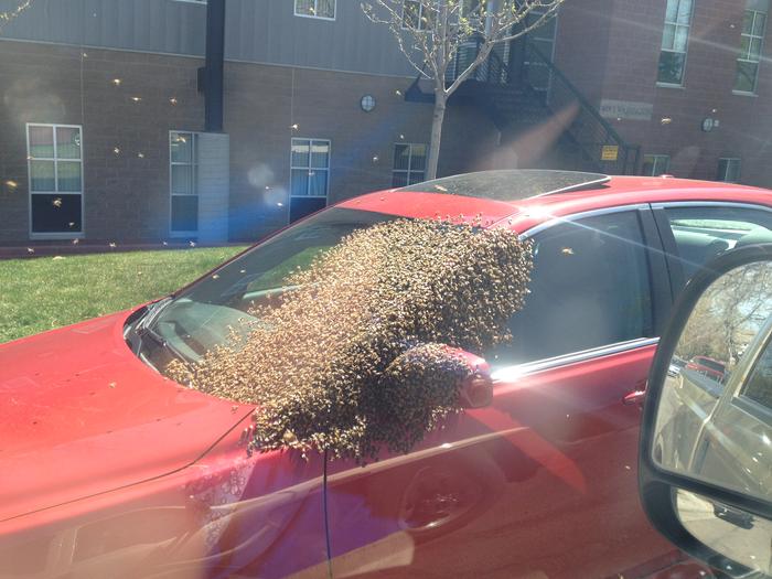 [Thumbnail for bee-swarm.jpg]