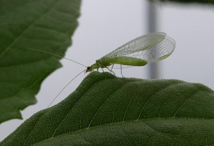 Adult lacewing on edge of leaf
