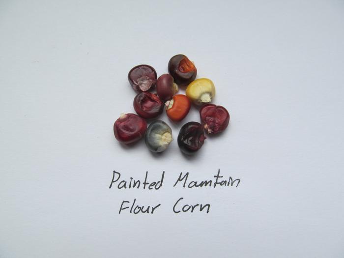 Painted Mountain Flour corn