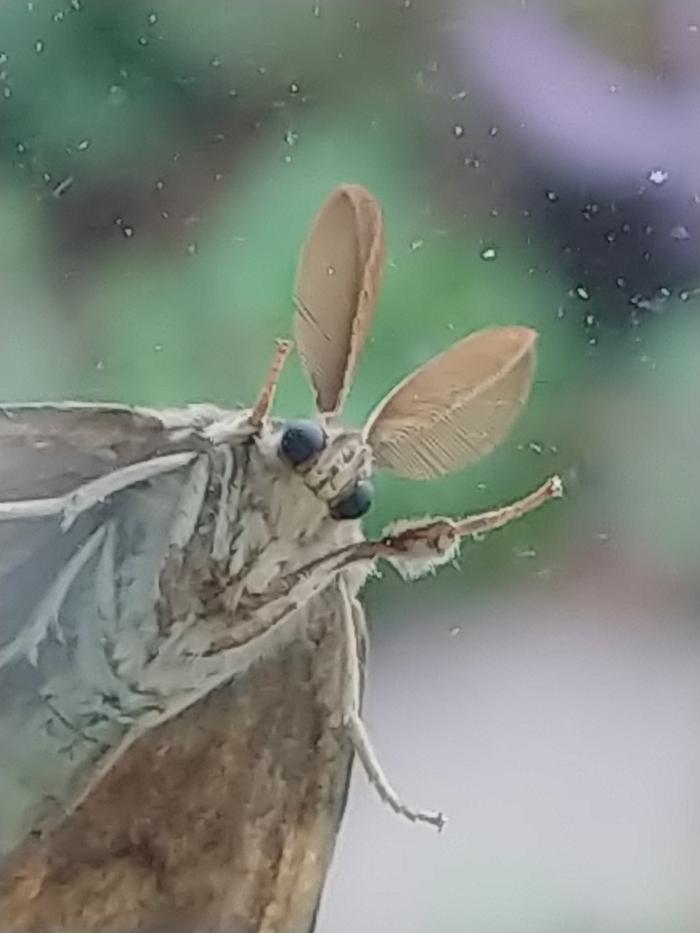 [Thumbnail for moth-says-hello.jpg]