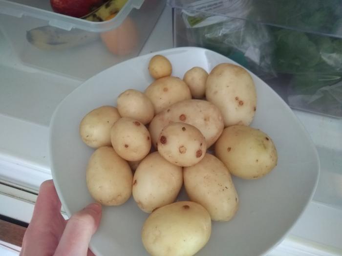 Potato