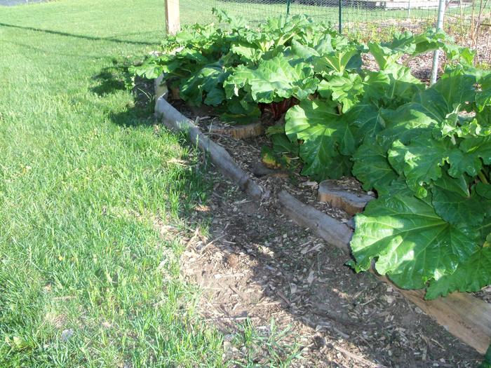 Row of rhubarb