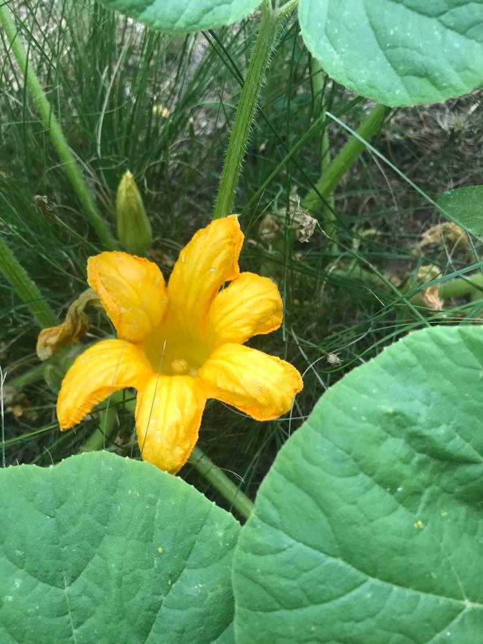 6 petals 