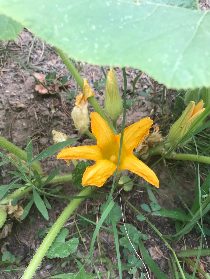 5 petals