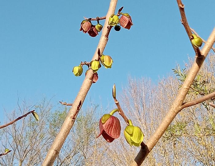 Paw paw bloom