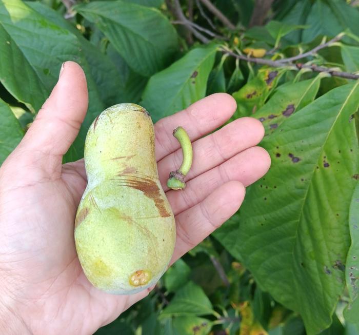 Tree ripe pawpaw 