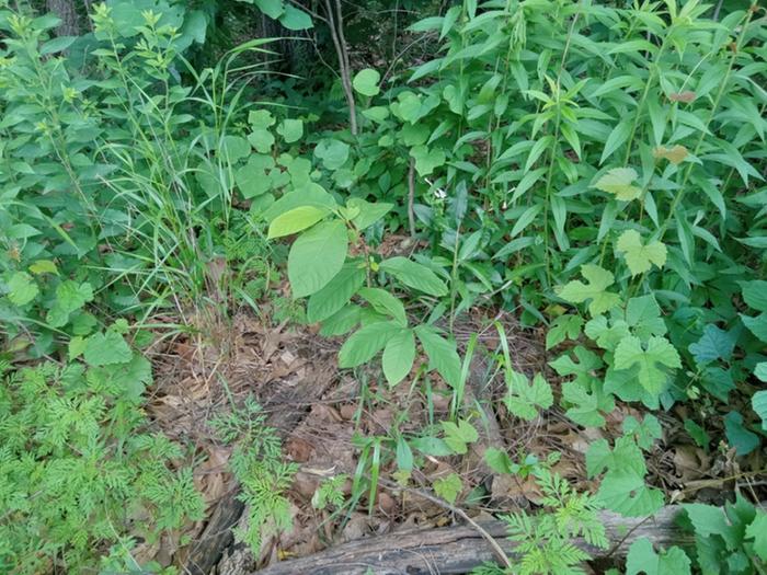 Same age 6 yr old pawpaws in poor soil